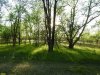 Перспективная ООПТ Тбилисская вязовая роща