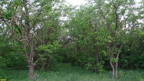 Перспективная ООПТ Воздвиженский лесопарк