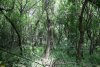 Перспективная ООПТ Петропавловская роща