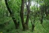 Перспективная ООПТ Петропавловская роща