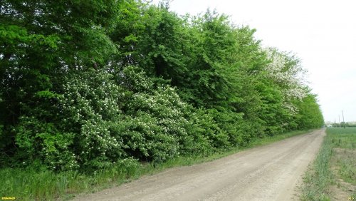 Перспективная ООПТ Петропавловская роща