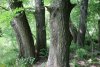 Перспективная ООПТ Роща на Чамлыке