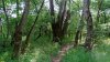 Перспективная ООПТ Роща на Чамлыке 