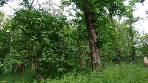Перспективная ООПТ Курганинский лес
