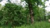 Перспективная ООПТ Курганинский лес
