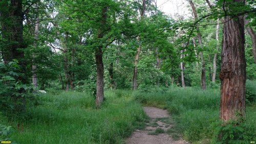 Перспективная ООПТ Курганинский лес