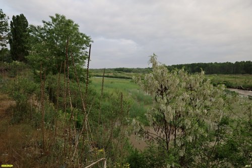 Перспективная ООПТ Курганинский лес примыкает с севера к протоке реки Лаба