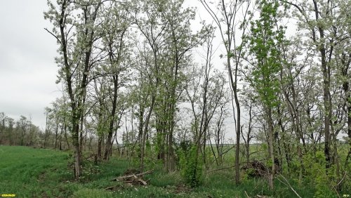 Перспективная ООПТ Урочище Глебо-Борисовское