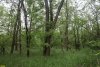 Перспективная ООПТ Урочище Глебо-Борисовское