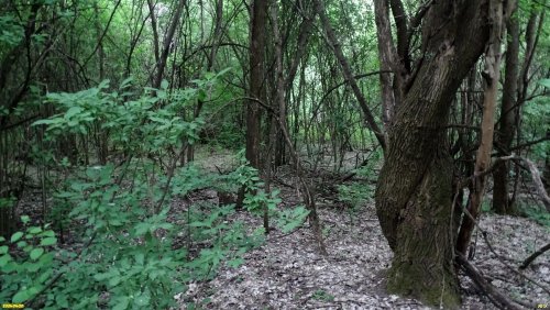 Перспективная ООПТ Свободовский лес