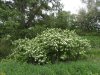 Перспективная ООПТ Краснопольский лес