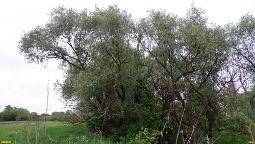 Перспективная ООПТ Краснопольский лес