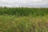 Перспективная ООПТ Горькобалковская падина