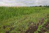 Перспективная ООПТ Горькобалковская падина