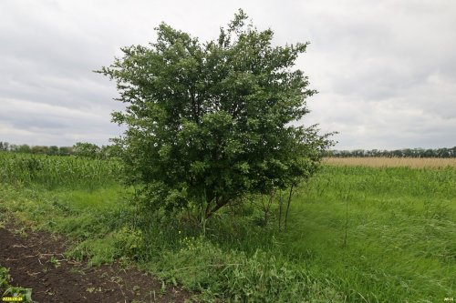 Перспективная ООПТ Горькобалковская падина