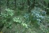 Молодой дубок в перспективной ООПТ Лес Воровская балка