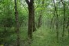 Перспективная ООПТ Лес Воровская балка