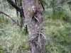 Гледичия трёхколючковая в перспективной ООПТ Урочище Холодная балка