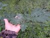 Дубовая поросль в перспективной ООПТ Урочище Холодная балка