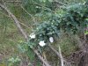 Шиповник в перспективной ООПТ Урочище Марьинское