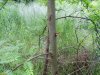 Гледичия трёхколючковая в перспективной ООПТ Урочище Марьинское