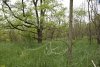 Перспективная ООПТ Зуевский лес