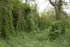 Перспективная ООПТ Зуевский лес