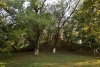 Перспективная ООПТ Бароновский парк