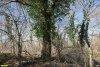 Северная часть перспективной ООПТ Джубгская роща