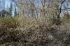 Цветущая лещина в северной части перспективной ООПТ Джубгская роща