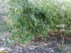 Бамбук в перспективной ООПТ Костыркин хребет