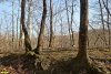 Перспективная ООПТ Горский лес