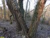 Перспективная ООПТ Лес на берегу реки Шапсухо