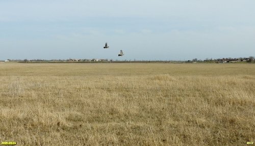 Куропатки над перспективной ООПТ Яснопольская сазовая степь