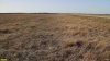 Перспективная ООПТ Яснопольская сазовая степь