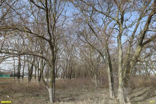 Перспективная ООПТ Широчанская роща