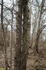 Гледичия трёхколючковая в перспективной ООПТ Александровский лесопарк
