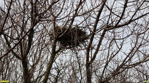 Воронье гнездо в перспективной ООПТ Воронцовская степь