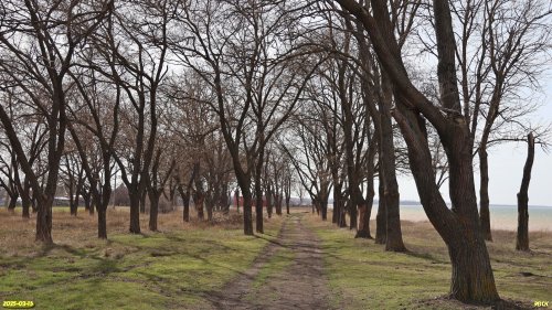 Перспективная ООПТ Воронцовская софоровая роща