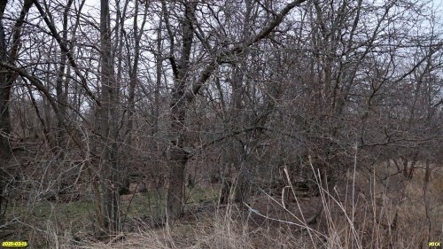 Перспективная ООПТ Насаждение над Воронцовской падью