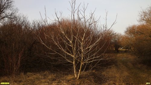 Перспективная ООПТ Широчанский лесопарк