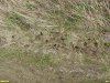 Норы полевых грызунов в перспективной ООПТ Зайцев курган