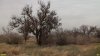 Перспективная ООПТ Кухаривское перелесье