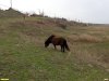 Пасущийся пони на окраине перспективной ООПТ Камышеватские солончаки