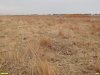 Перспективная ООПТ Камышеватские солончаки