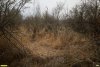 Участок с водно-болотной растительностью (тростник) в перспективной ООПТ Камышеватская роща