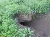 Нора (предположительно, лисья) в перспективной ООПТ Курган возле посёлка Пролетарский 