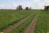 Перспективная ООПТ Кухаривское перелесье 