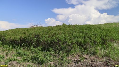 Заросли степного миндаля в перспективной ООПТ Воронцовская падь