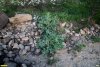 Катран приморский в перспективной ООПТ Участок берега на пляже Каменка